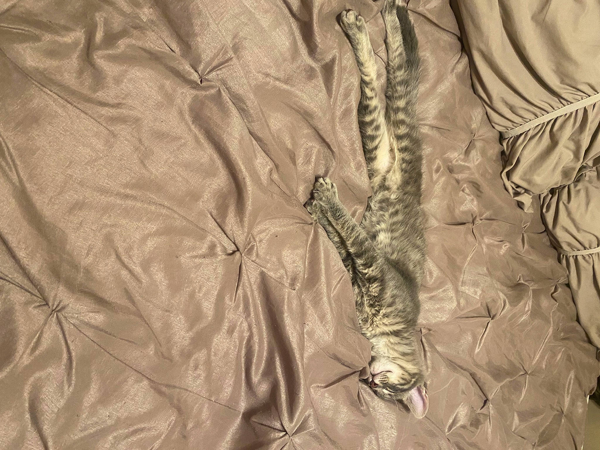 Marie joined the competition — help win amazing prizes! brown, camouflage, fashion_accessory, fashion_design, feather, fur, khaki, linens, metal, military_camouflage, military_uniform, pattern, sleeve, tail, uniform, wood