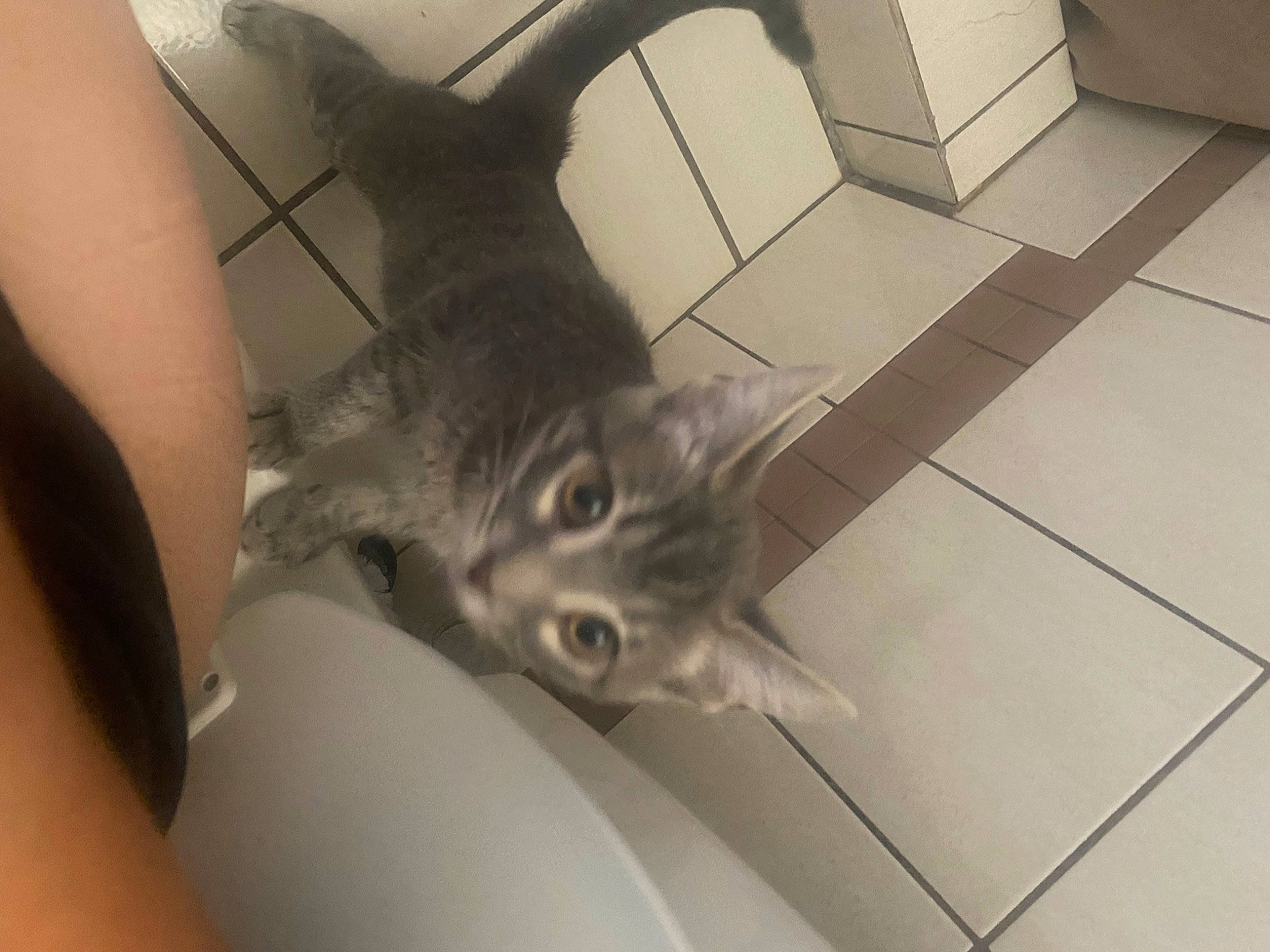 Marie is registered to the contest to win money with this photo: carnivore, cat, comfort, domestic_short_haired_cat, ear, felidae, floor, flooring, fur, grey, hardwood, leg, metal, monochrome_photography, small_to_medium_sized_cats, snout, tail, tile_flooring, whiskers, wood