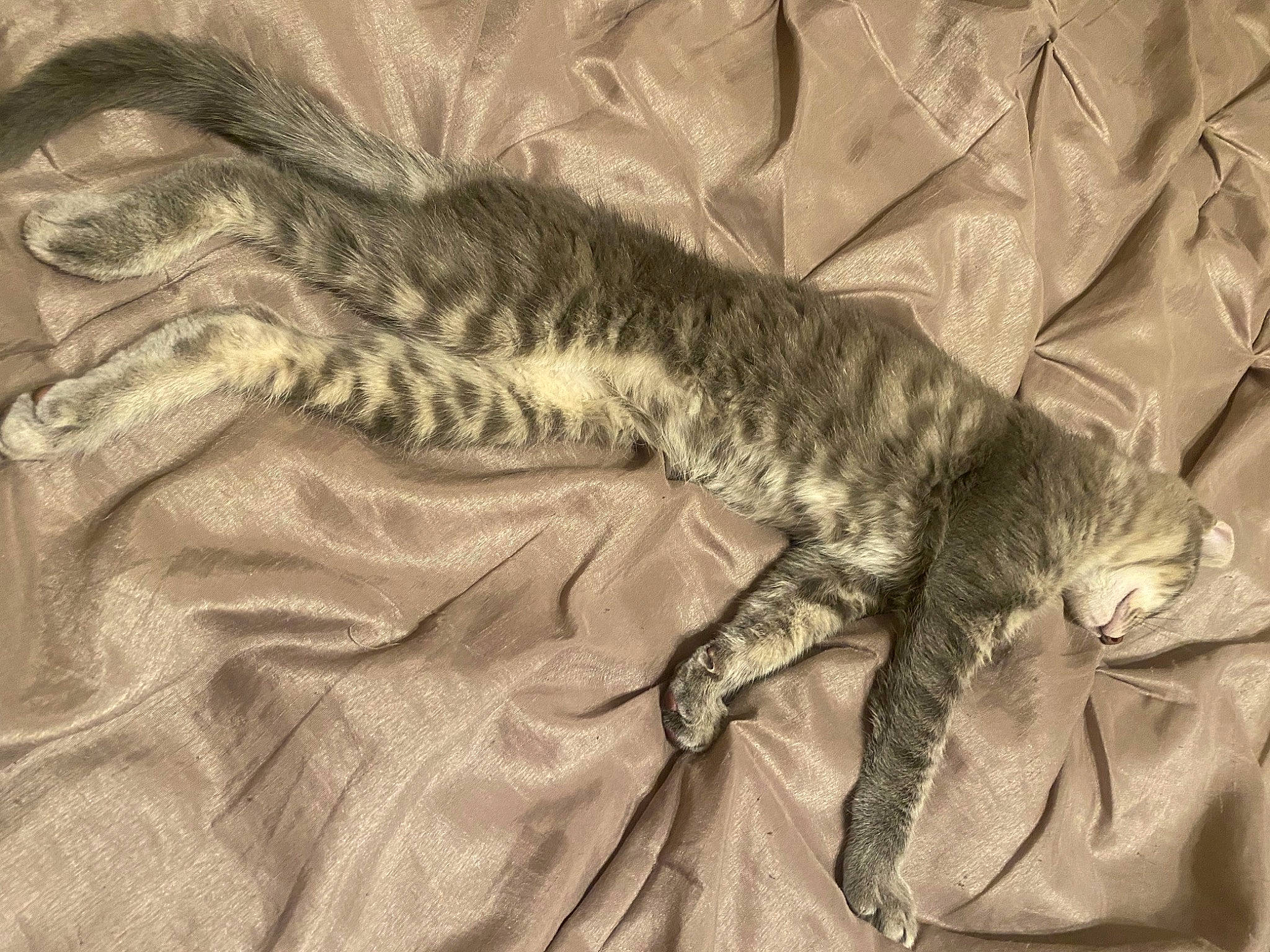 Marie is registered to the contest to win money with this photo: art, bed, big_cats, carnivore, cat, claw, comfort, domestic_short_haired_cat, drawing, felidae, fur, linens, nap, pattern, paw, small_to_medium_sized_cats, tail, terrestrial_animal, whiskers, wildlife