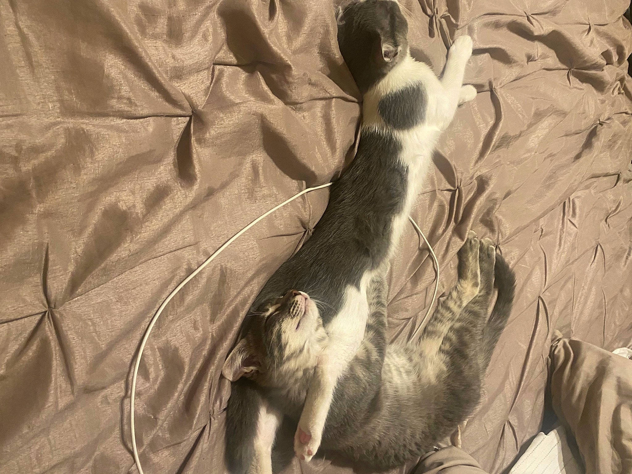 Marie joined the competition — help win amazing prizes! carnivore, fawn, feather, felidae, fur, grass, landscape, monochrome, monochrome_photography, paw, shadow, small_to_medium_sized_cats, snout, tail, terrestrial_animal, tints_and_shades, whiskers, wildlife, wing, wood