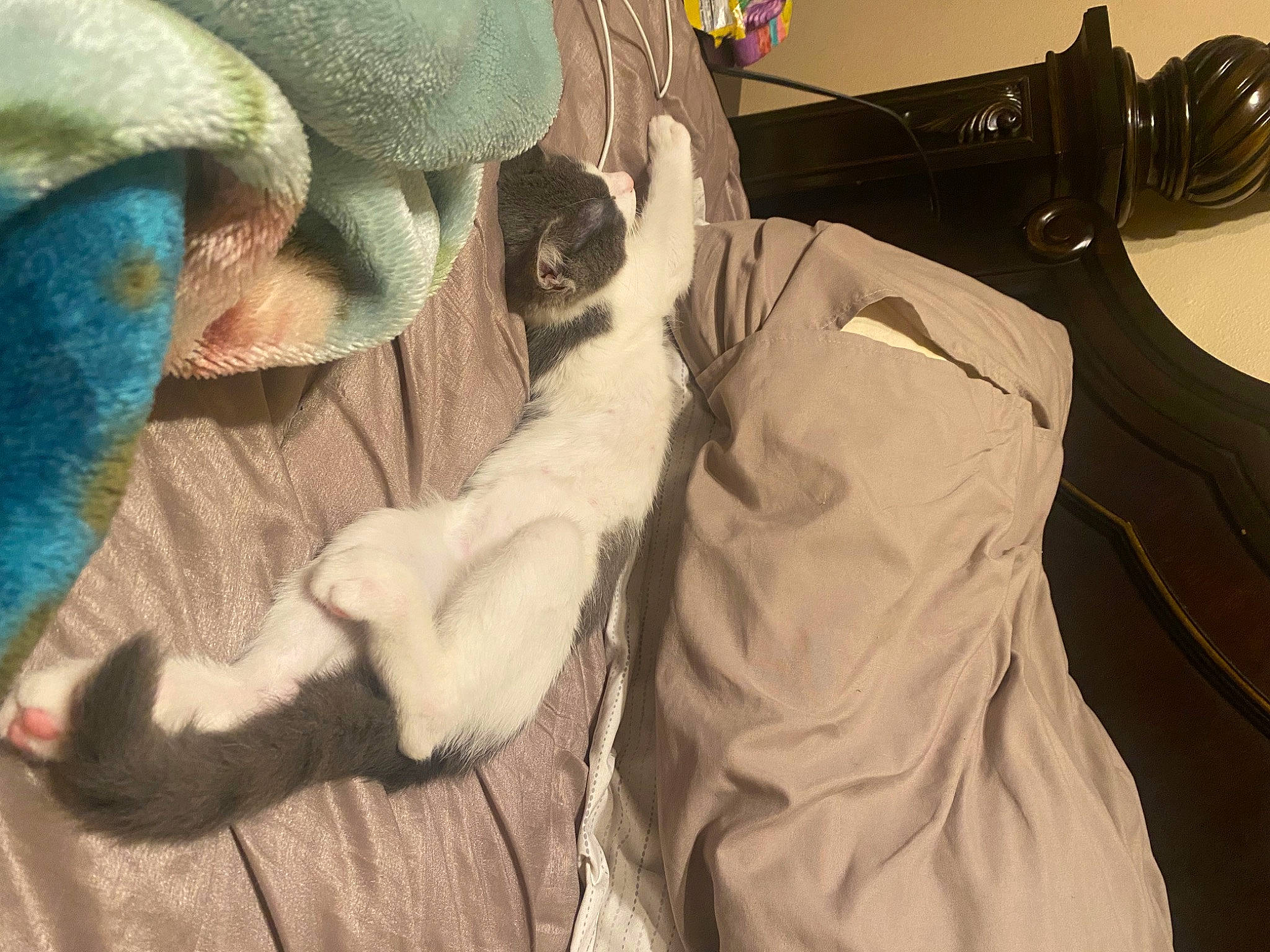 Max joined the competition — help win amazing prizes! canidae, carnivore, cat, claw, comfort, domestic_short_haired_cat, eyewear, fawn, felidae, formal_wear, fur, hat, linens, paw, small_to_medium_sized_cats, snout, sunglasses, tail, textile, whiskers