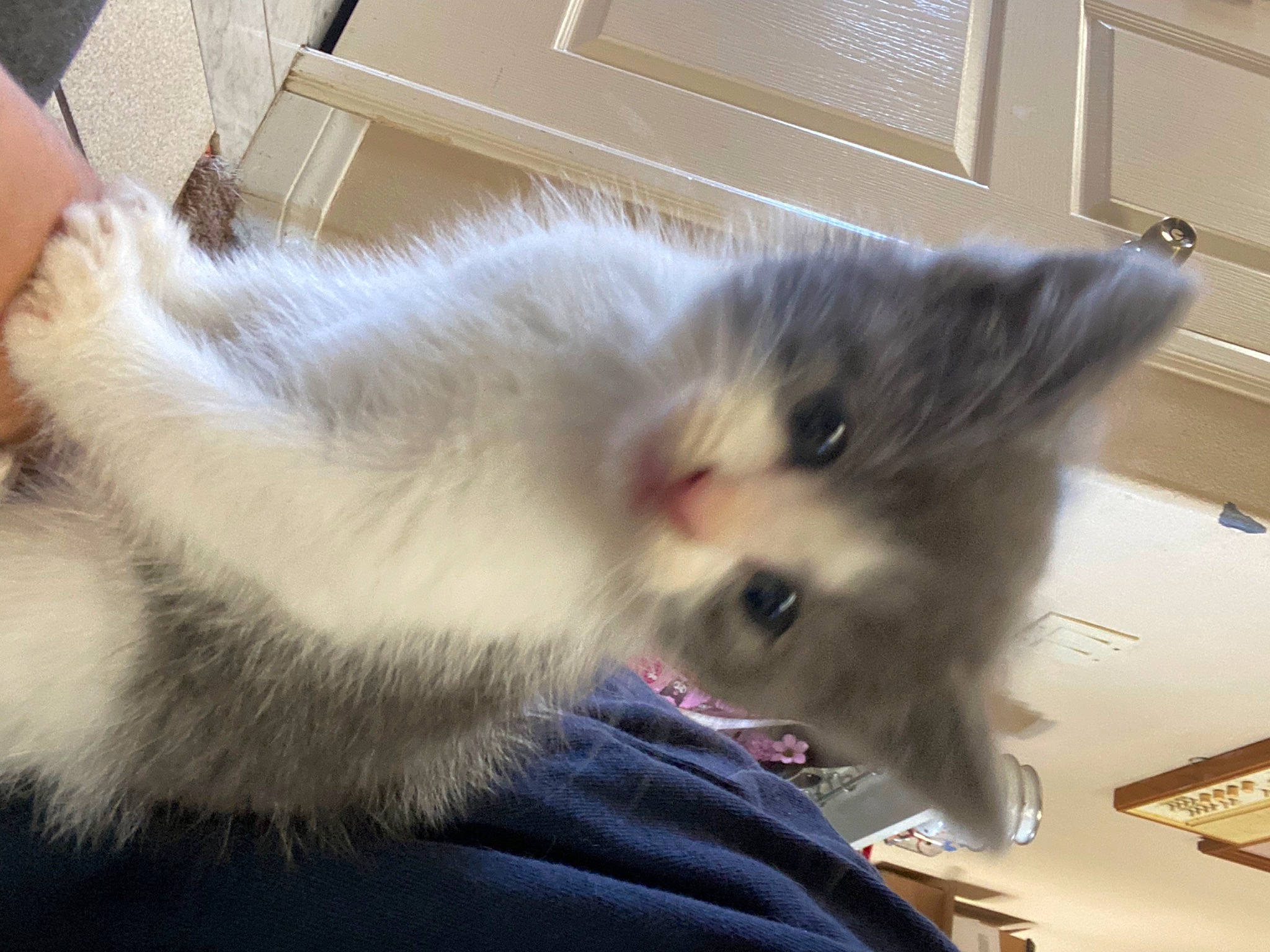 Max joined the competition — help win amazing prizes! box, british_longhair, carnivore, cat, claw, companion_dog, domestic_short_haired_cat, ear, fang, fawn, felidae, fur, paw, small_to_medium_sized_cats, snout, tail, whiskers