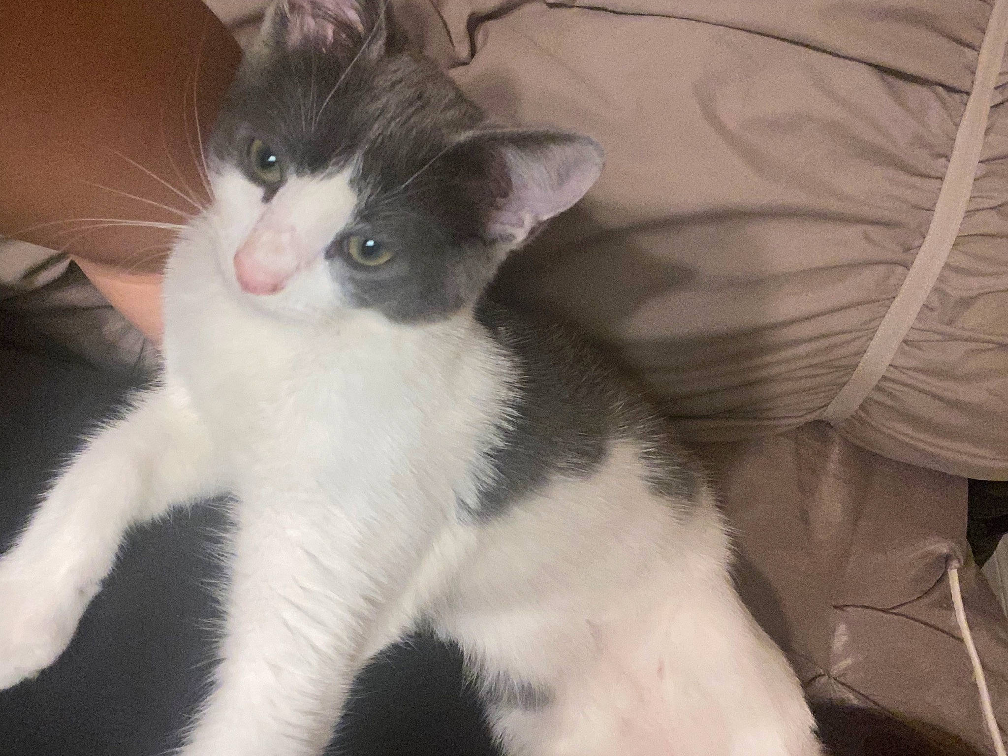 Max is registered to the contest to win money with this photo: carnivore, cat, claw, comfort, domestic_short_haired_cat, felidae, fur, monochrome_photography, paw, small_to_medium_sized_cats, snout, tail, whiskers