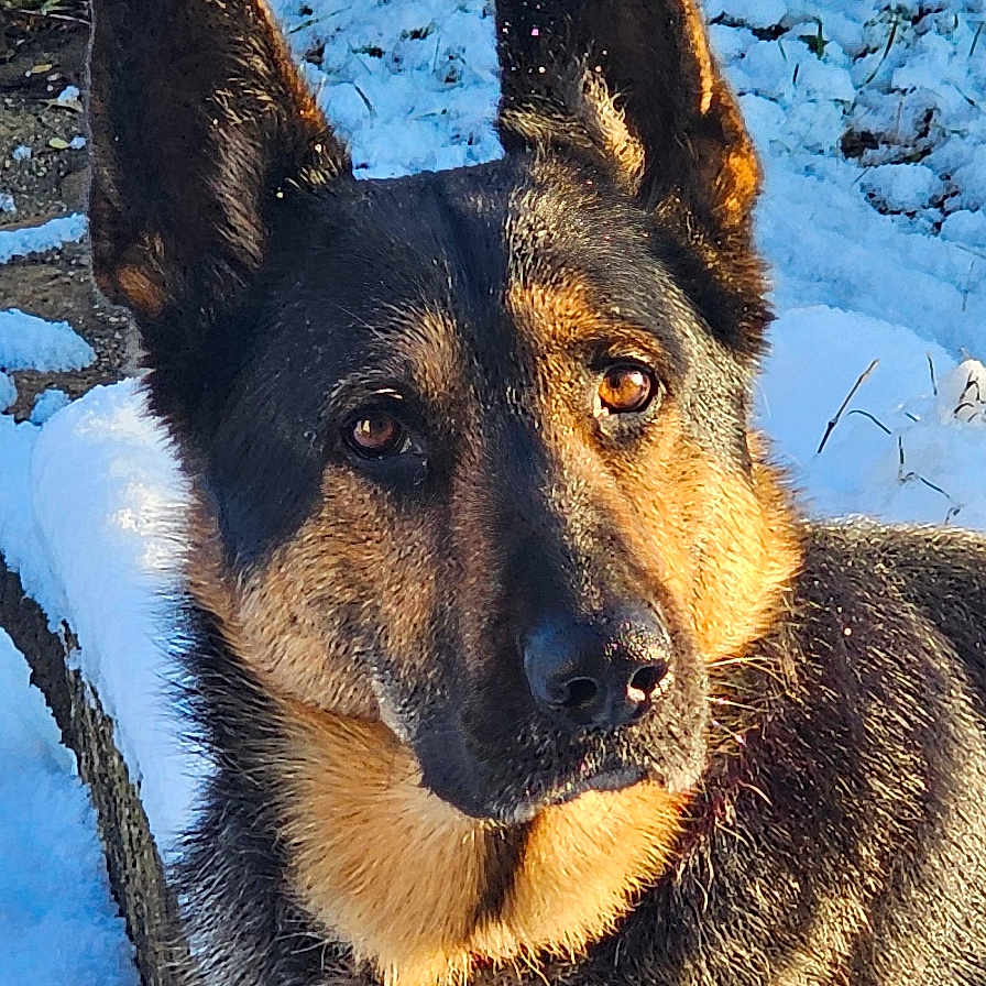 Ralph a rejoint le concours — aidez-le/la à gagner de superbes lots ! alert, animal, black, brown, canine, collar, cute, dog, ear, face, fur, german_shepherd, nature, outdoor, pet, portrait, snow, sunlight, tag, winter