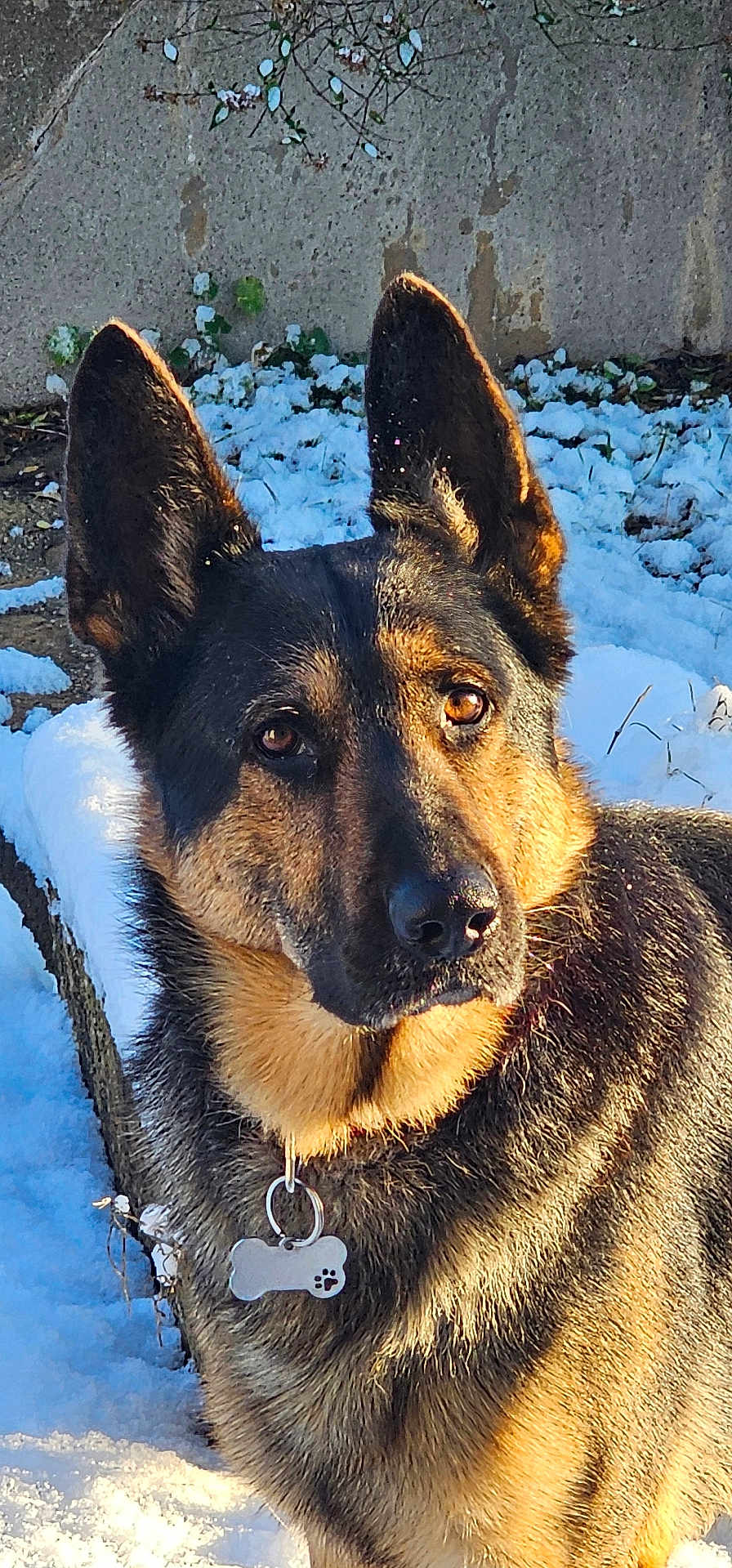 Ralph a rejoint le concours — aidez-le/la à gagner de superbes lots ! dog, german_shepherd, snow, outdoor, pet, animal, fur, ear, collar, tag, brown, black, face, portrait, winter, sunlight, nature, canine, alert, cute