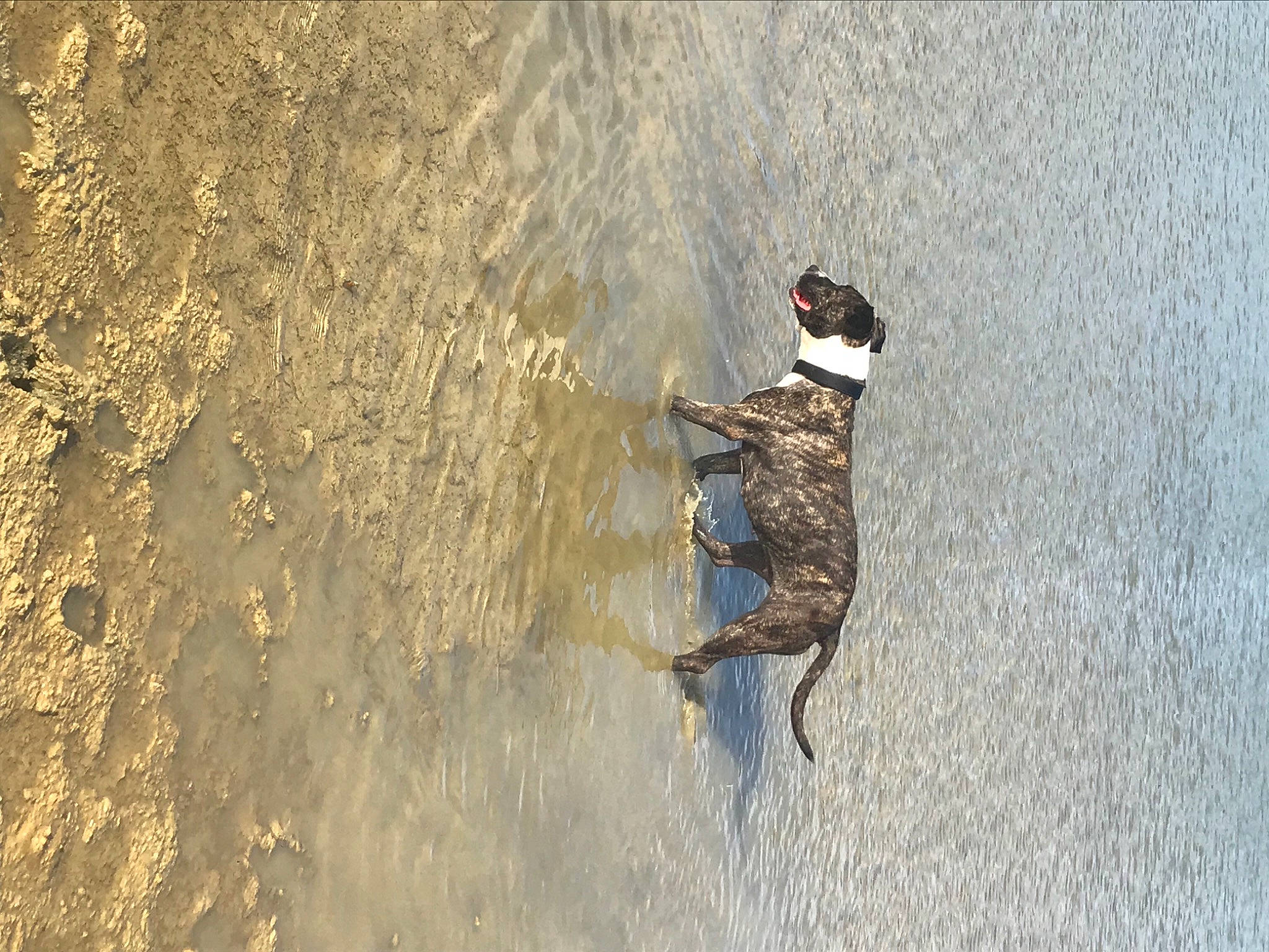 Soa a rejoint le concours — aidez-le/la à gagner de superbes lots ! beach, carnivore, dog, dog_breed, fawn, guard_dog, lake, landscape, recreation, sand, shadow, soil, sporting_group, tail, water, wave, wildlife, wind_wave, wood, working_animal