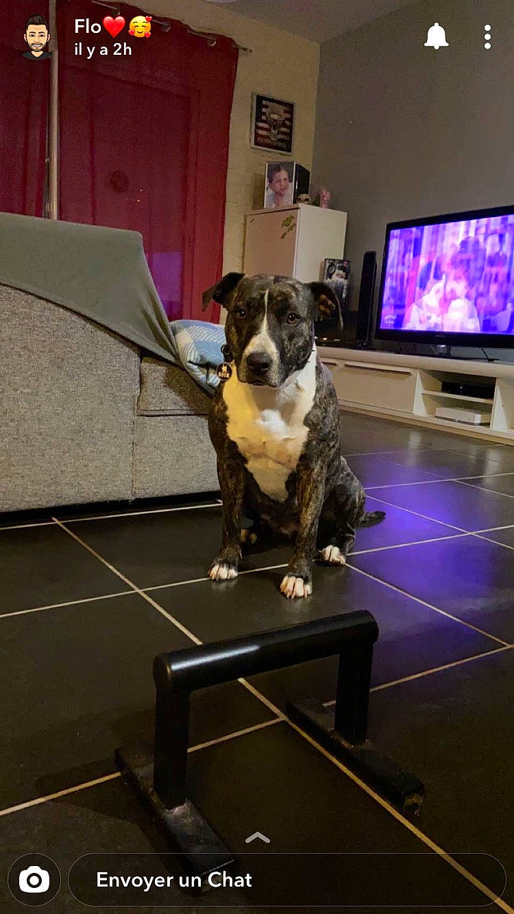 Soa a rejoint le concours — aidez-le/la à gagner de superbes lots ! cable_television, canidae, carnivore, companion_dog, display_device, dog, dog_breed, floor, flooring, home_appliance, led_backlit_lcd_display, machine, picture_frame, room, snout, sporting_group, tail, television, television_set, working_animal