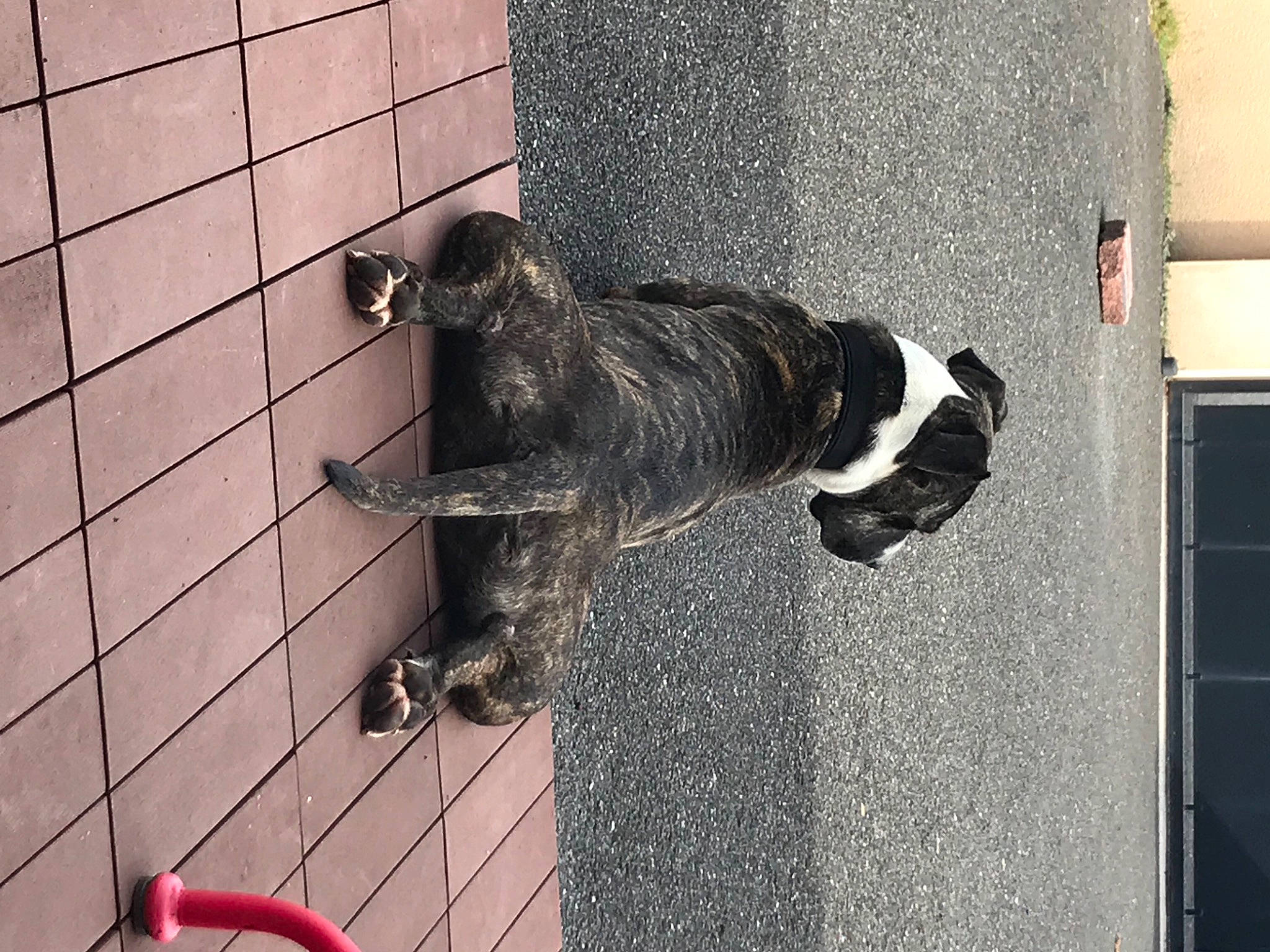 Soa participe au concours pour gagner de l'argent avec cette photo : brick, brickwork, canidae, carmine, carnivore, companion_dog, dog, dog_breed, dog_supply, floor, flooring, fur, line, pet_supply, snout, sporting_group, tail, vehicle_door, wall, wood