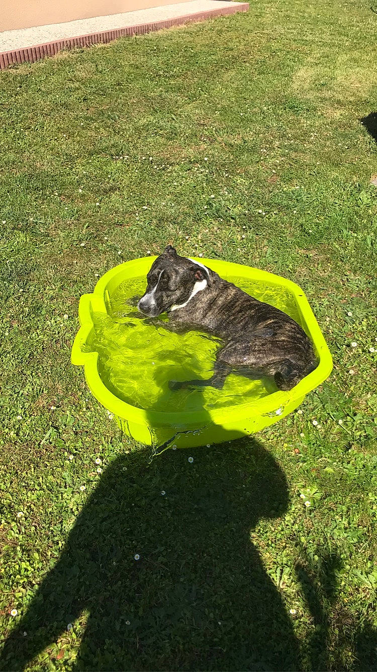 Soa participe au concours pour gagner de l'argent avec cette photo : asphalt, carnivore, dog_breed, felidae, garden, grass, grassland, groundcover, landscape, lawn, plant, road_surface, shadow, shrub, small_to_medium_sized_cats, snout, soil, tail, terrestrial_animal, tints_and_shades