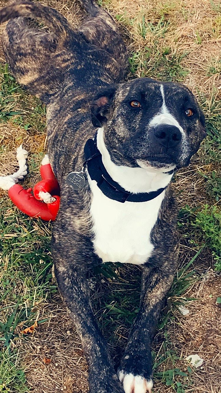 Soa participe au concours pour gagner de l'argent avec cette photo : adventure, canidae, carnivore, collar, companion_dog, dog, dog_breed, dog_collar, dog_supply, fawn, fur, grass, leash, pet_supply, plant, snout, sporting_group, tree, whiskers, working_animal