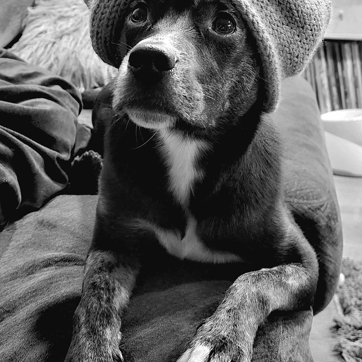 Freya joined the competition — help win amazing prizes! animal, beanie, blanket, bulldog, canine, cap, clothing, couch, dog, face, furniture, hat, head, hound, person, pet, photography, pitbull, portrait, puppy