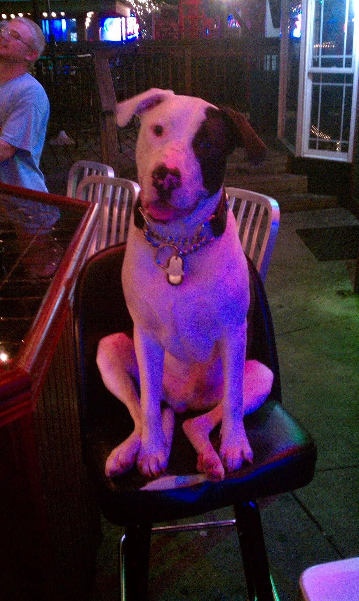 Optimus Prime joined the competition — help win amazing prizes! blue, canidae, carnivore, chair, collar, companion_dog, dog, dog_breed, dog_collar, dog_supply, event, fawn, fun, magenta, pet_supply, pink, purple, snout, sporting_group, working_animal