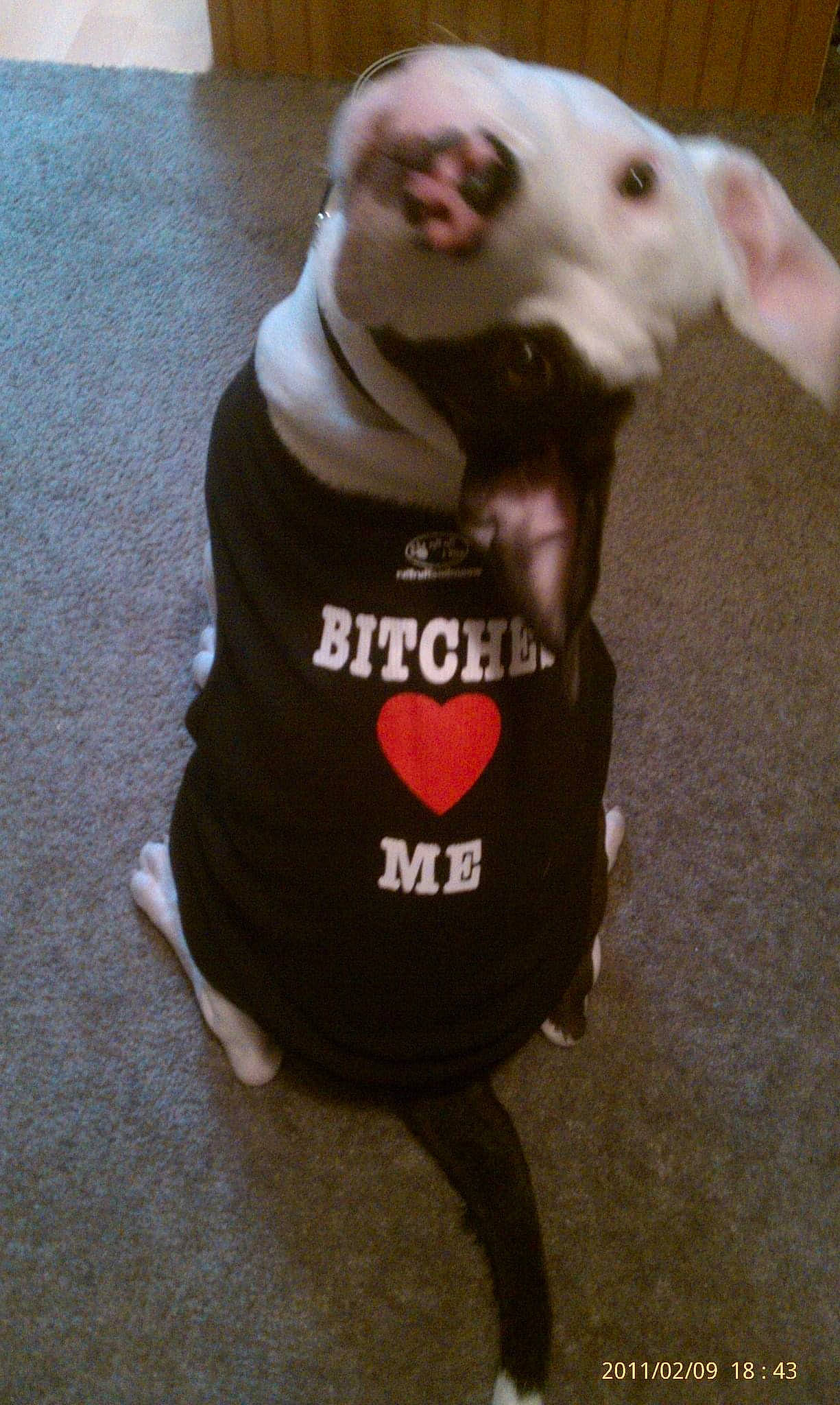 Optimus Prime is registered to the contest to win money with this photo: carmine, carnivore, collar, companion_dog, dog, dog_breed, dog_clothes, dog_collar, dog_supply, fashion_accessory, fawn, font, leash, personal_protective_equipment, pet_supply, sleeve, snout, sporting_group, toy_dog, working_animal