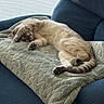 Simba joined the competition — help win amazing prizes! armchair, blanket, blue_furniture, cat, comfort, cozy, curled_tail, domestic_animal, feline, fur, indoor, natural_light, paw, pet, quiet, relaxed, resting, sleeping, soft_texture, window_blinds