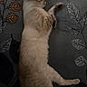 Simba is registered to the contest to win money with this photo: animal, blanket, cat, cozy, cute, domestic_animal, feline, fur, indoor, leaf, mammal, pattern, paw, pet, quiet, relaxation, resting, side_view, sleeping, whiskers