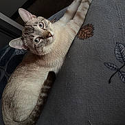 Simba is registered to the contest to win money with this photo: animal, blue_eyes, cat, closeup, cozy, curious, domestic, feline, fur, gray_fabric, indoor, looking, mammal, pattern, paws, pet, resting, stretching, tabby, whiskers