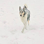 Sadie joined the competition — help win amazing prizes! dog, snow, winter, animal, outdoor, canine, fur, walking, cold, nature, white, gray, fluffy, paw, pet, mammal, forest, season, daytime, landscape
