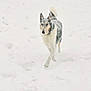 dog, snow, winter, animal, outdoor, canine, fur, walking, cold, nature, white, gray, fluffy, paw, pet, mammal, forest, season, daytime, landscape