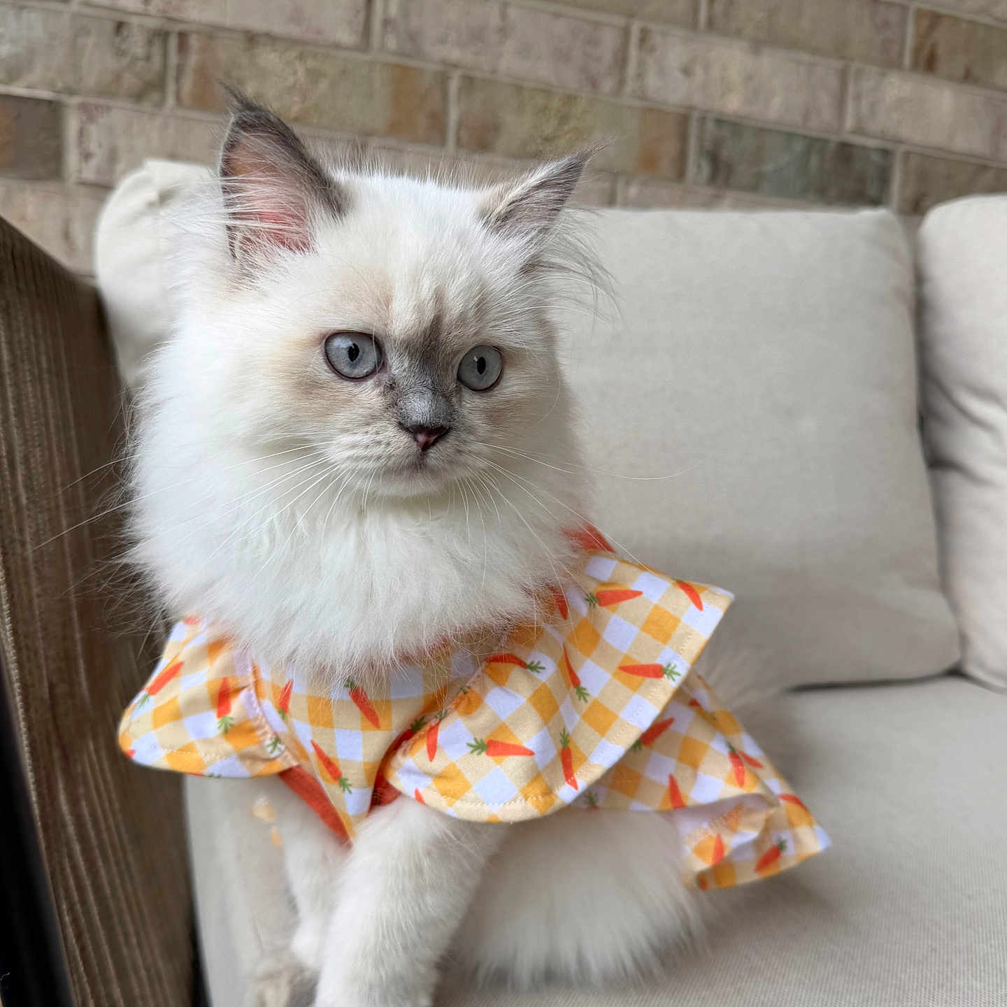 Miu Miu joined the competition — help win amazing prizes! cat, kitten, fluffy, white_cat, blue_eyes, sitting, couch, outdoor, brick_wall, pet_clothing, yellow, checkered_pattern, carrot_pattern, feline, cute, domestic_animal, soft_fur, indoor, portrait, animal