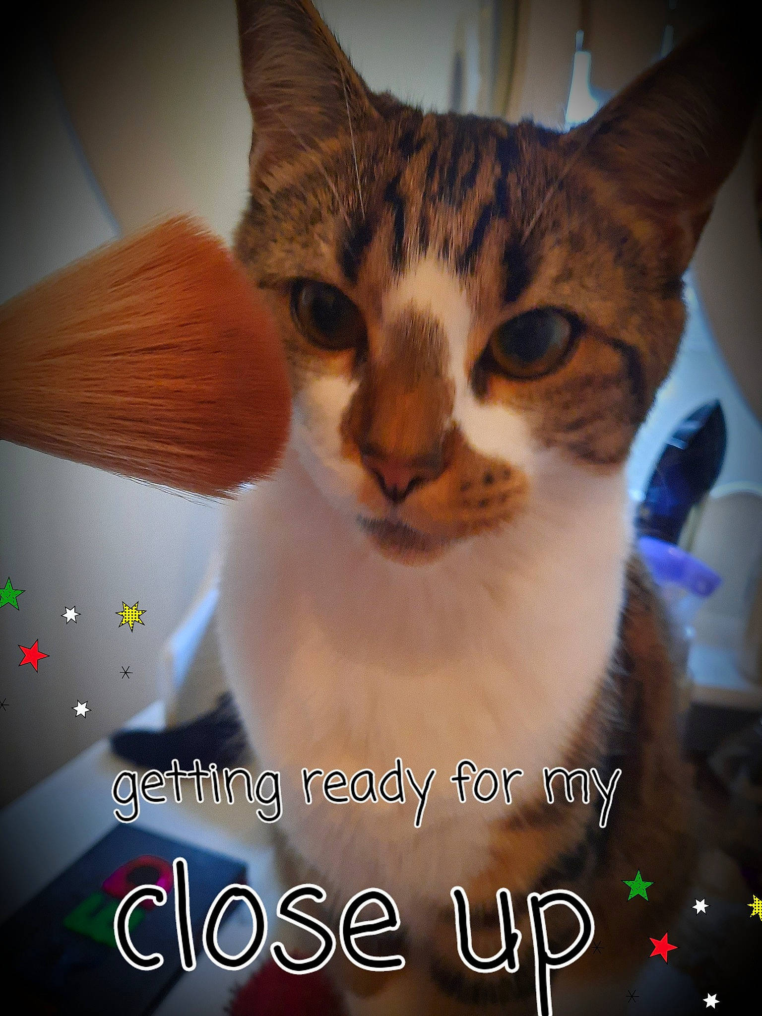 Poppy joined the competition — help win amazing prizes! carnivore, cat, cat_supply, domestic_short_haired_cat, event, felidae, font, fur, graphics, happy, love, organism, paw, pet_supply, photo_caption, plant, small_to_medium_sized_cats, stock_photography, tail, whiskers