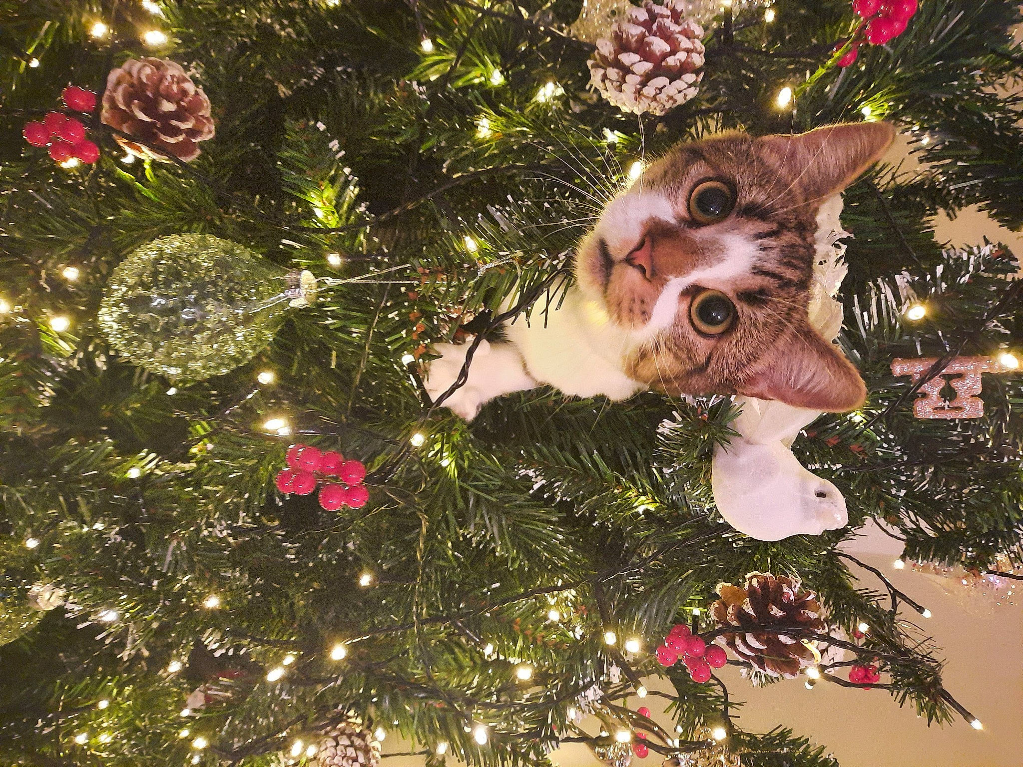 Poppy is registered to the contest to win money with this photo: branch, cat, christmas, christmas_decoration, christmas_eve, christmas_ornament, christmas_tree, conifer, decoration, event, evergreen, holiday, holiday_ornament, light, organism, ornament, plant, tints_and_shades, tradition, tree