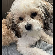 Ivy Suzanna is registered to the contest to win money with this photo: dog, puppy, fluffy, cute, pet, animal, fur, white, brown, black_nose, lying_down, close_up, indoor, soft_texture, curious, adorable, portrait, companion, canine, cozy
