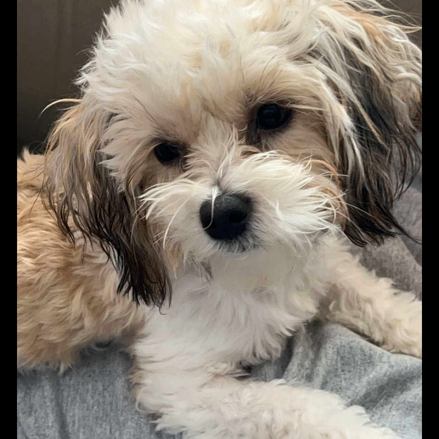 Ivy Suzanna is registered to the contest to win money with this photo: adorable, animal, black_nose, brown, canine, close_up, companion, cozy, curious, cute, dog, fluffy, fur, indoor, lying_down, pet, portrait, puppy, soft_texture, white