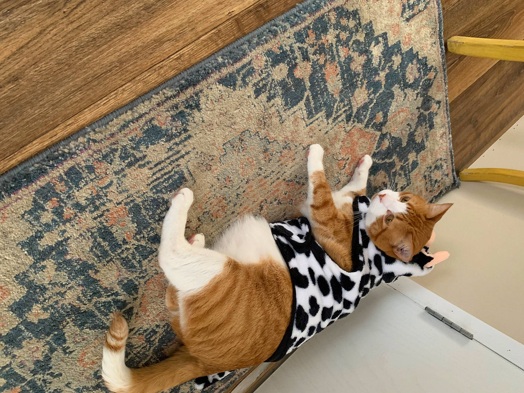 Elvis joined the competition — help win amazing prizes! comfort, companion_dog, couch, fawn, felidae, floor, flooring, foot, hardwood, human_leg, knee, linens, living_room, pattern, small_to_medium_sized_cats, tail, thigh, toy, wood, wood_stain