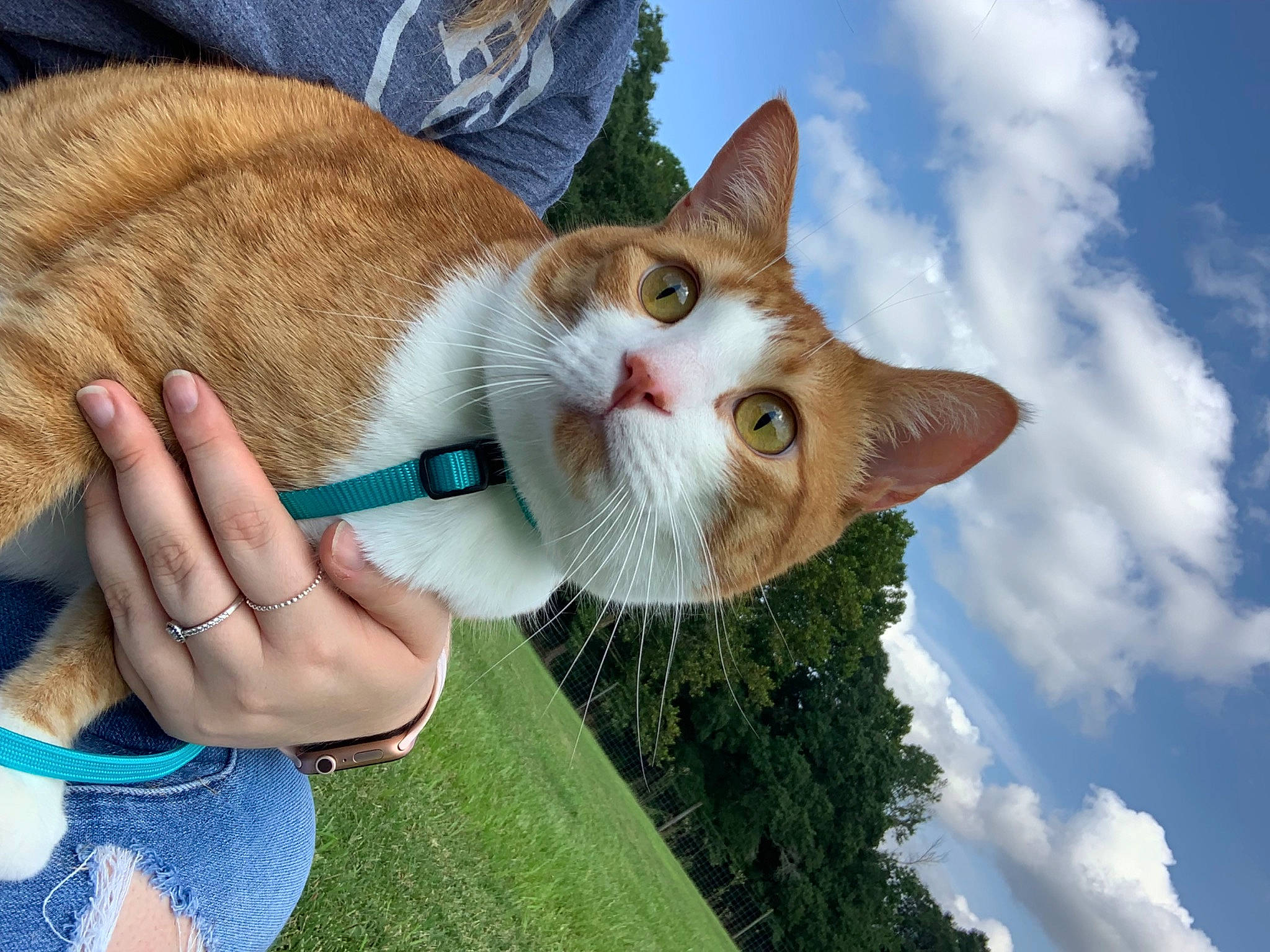 Elvis is registered to the contest to win money with this photo: carnivore, cat, cloud, domestic_short_haired_cat, fawn, felidae, finger, fur, gesture, grass, hand, leisure, paw, plant, sky, small_to_medium_sized_cats, snout, tail, tree, whiskers