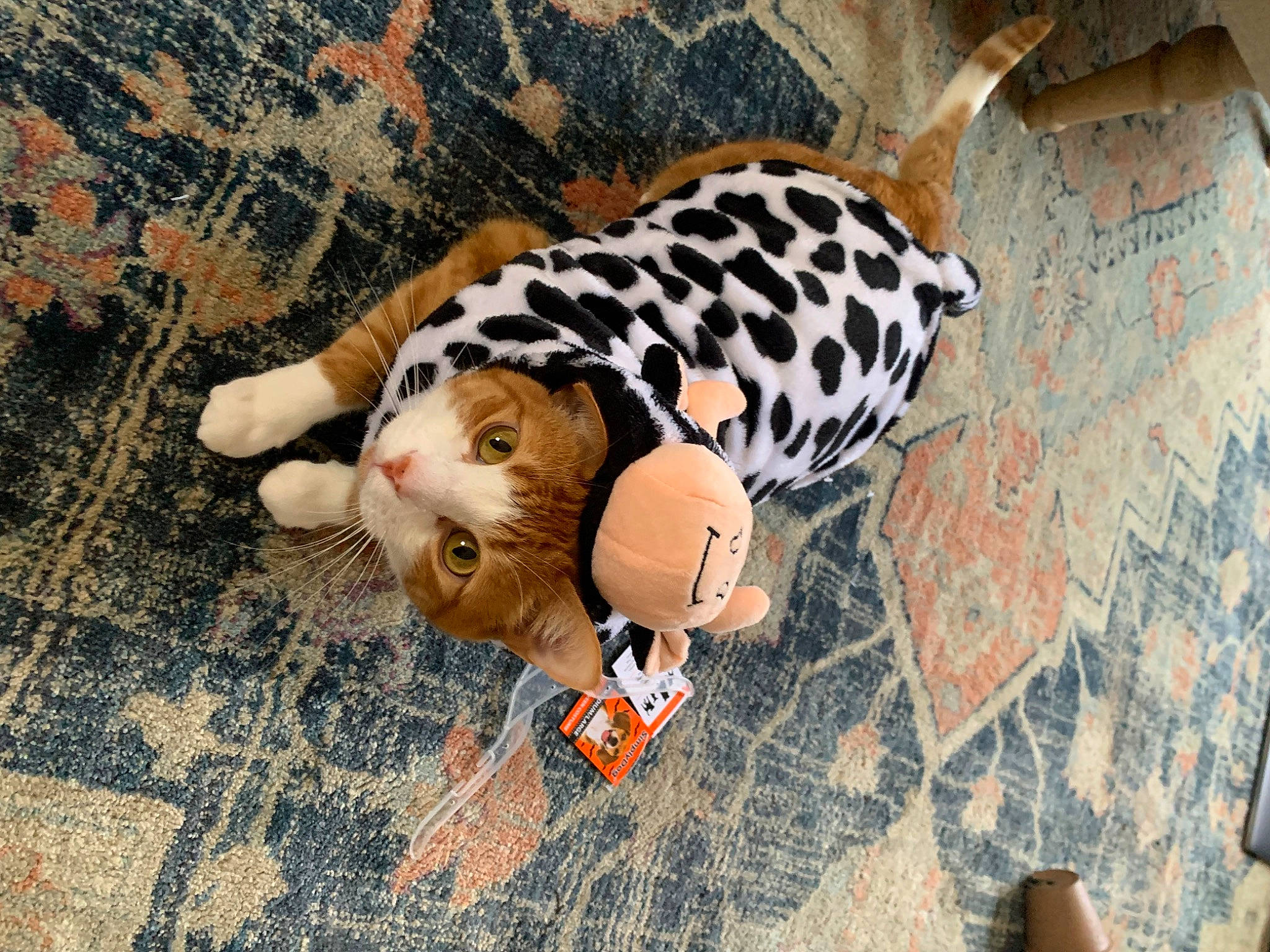 Elvis joined the competition — help win amazing prizes! art, canidae, companion_dog, dog_breed, fawn, flooring, fur, human_leg, non_sporting_group, pattern, snout, sporting_group, terrestrial_animal, toy, visual_arts, wood