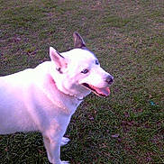 Lobo is registered to the contest to win money with this photo: