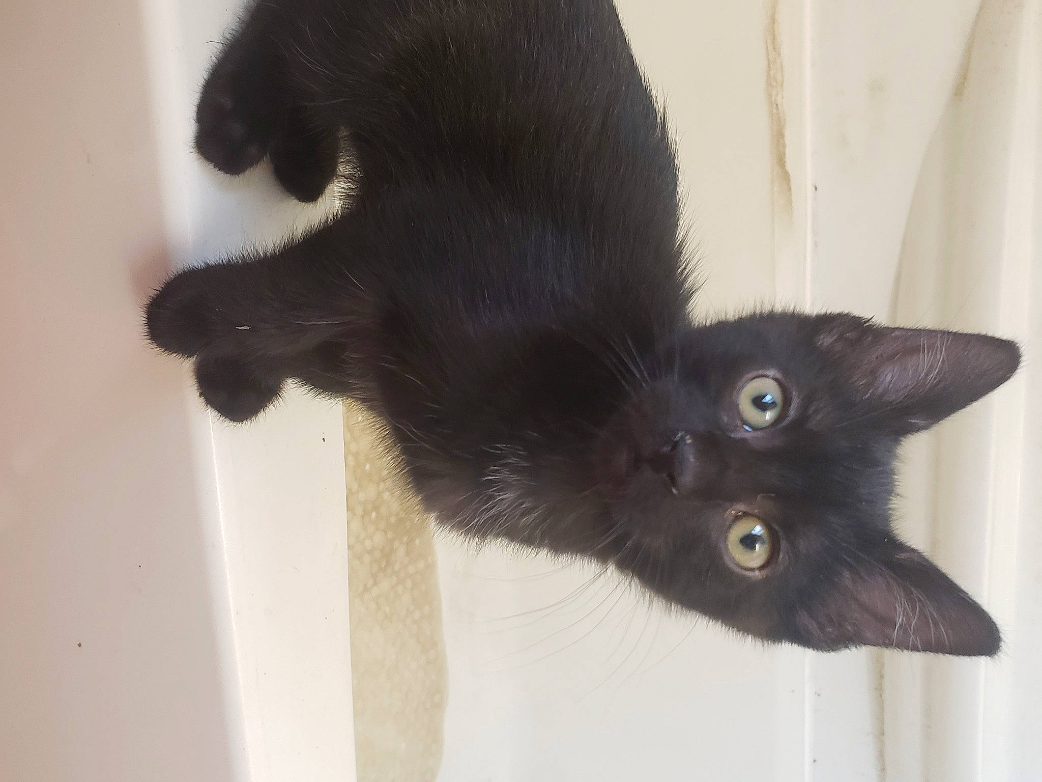 Leela joined the competition — help win amazing prizes! black_cat, bombay, burmese, carnivore, cat, domestic_short_haired_cat, felidae, havana_brown, javanese, kitten, korat, mammal, polydactyl_cat, russian_blue, small_to_medium_sized_cats, tail, vertebrate, whiskers