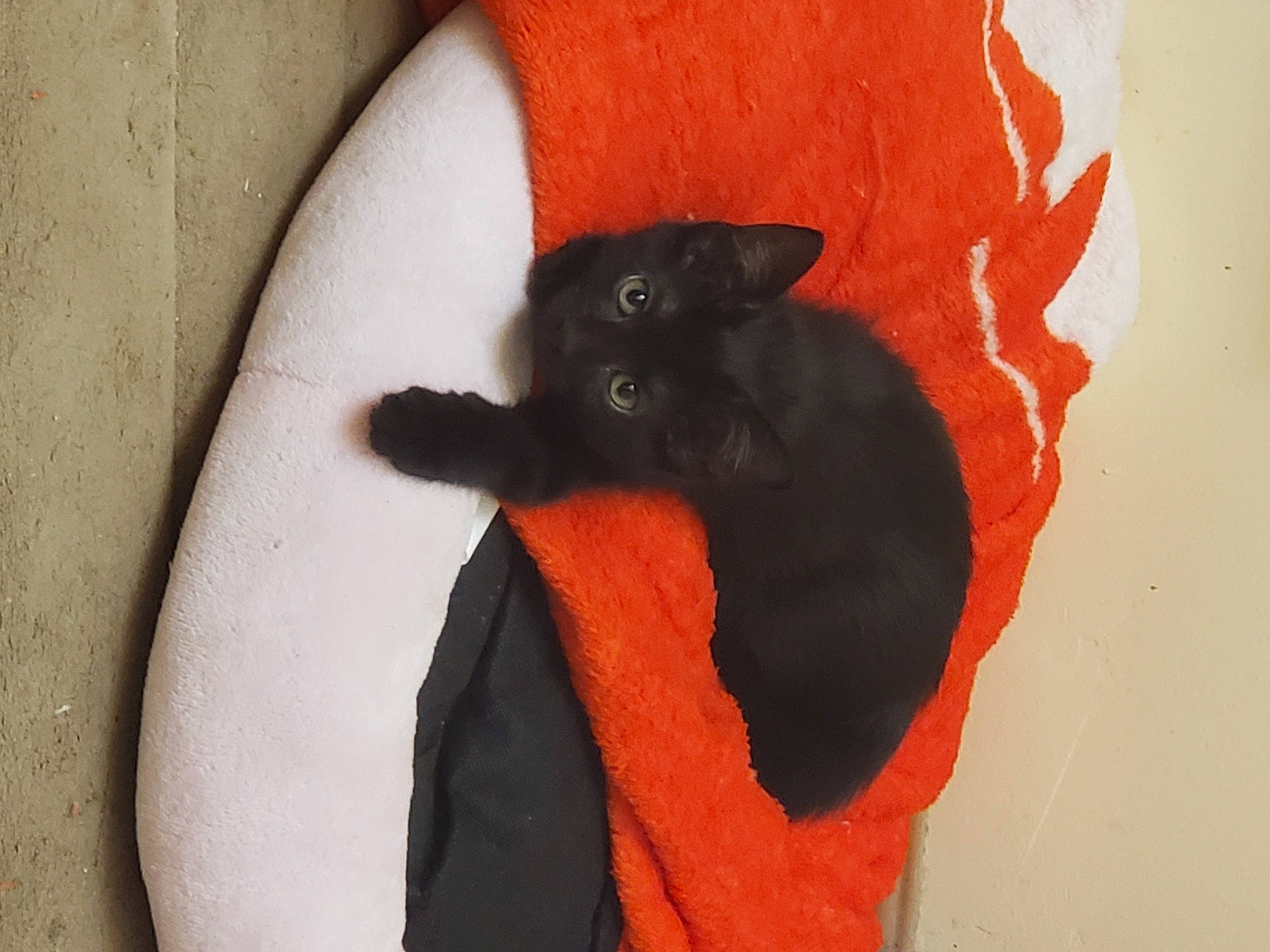 Leela joined the competition — help win amazing prizes! black, black_cat, bombay, carnivore, cat, claw, felidae, orange, small_to_medium_sized_cats, tail