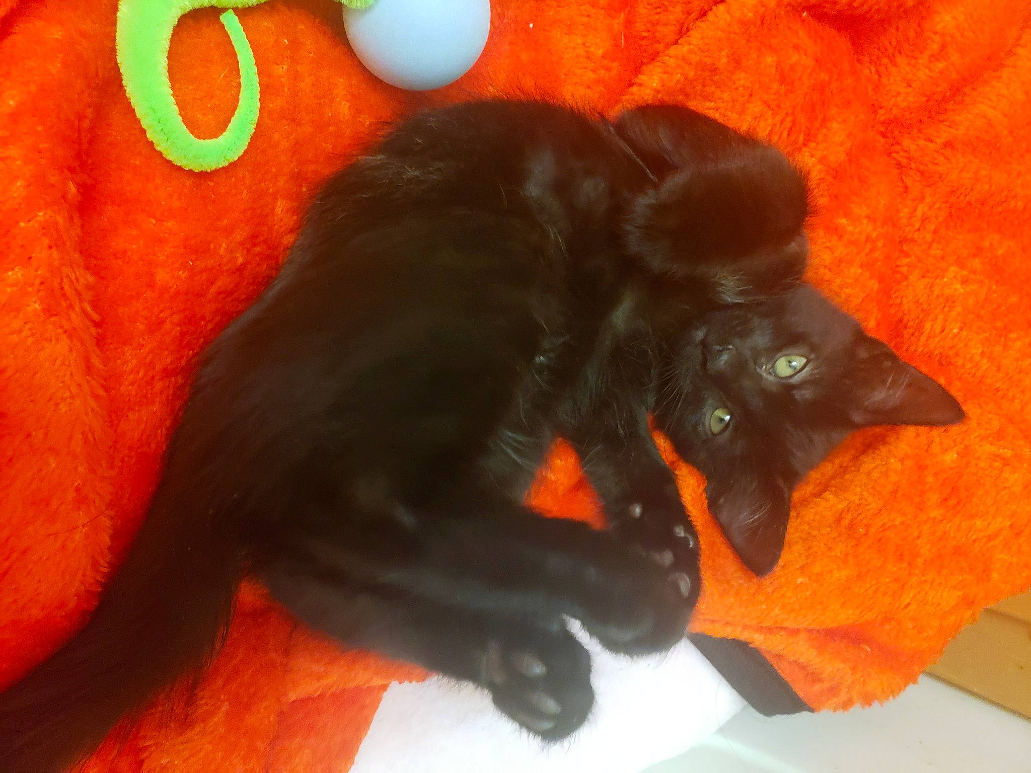 Leela joined the competition — help win amazing prizes! black_cat, bombay, carnivore, cat, felidae, orange, small_to_medium_sized_cats, tail