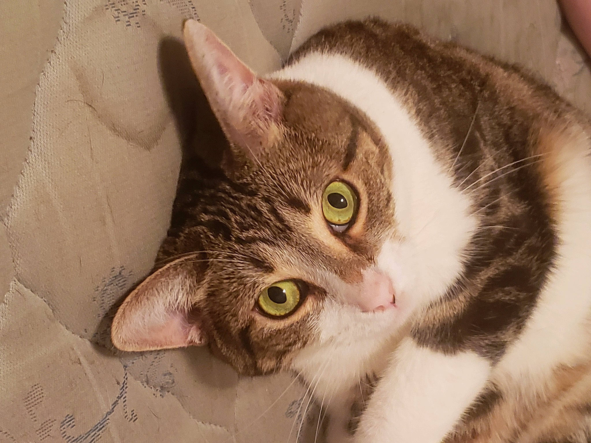 Abby joined the competition — help win amazing prizes! aegean_cat, american_wirehair, asian, carnivore, cat, close_up, domestic_short_haired_cat, ear, european_shorthair, eye, felidae, fur, kitten, mammal, organ, skin, small_to_medium_sized_cats, snout, tabby_cat, whiskers