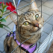Silvia joined the competition — help win amazing prizes! cat, tabby_cat, green_eyes, purple_harness, wire_fence, flower, red_flower, outdoor, pavement, curious, pet, whiskers, close_up, animal, feline, nature, garden, daylight, portrait, young_cat