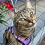 cat, tabby_cat, green_eyes, purple_harness, wire_fence, flower, red_flower, outdoor, pavement, curious, pet, whiskers, close_up, animal, feline, nature, garden, daylight, portrait, young_cat