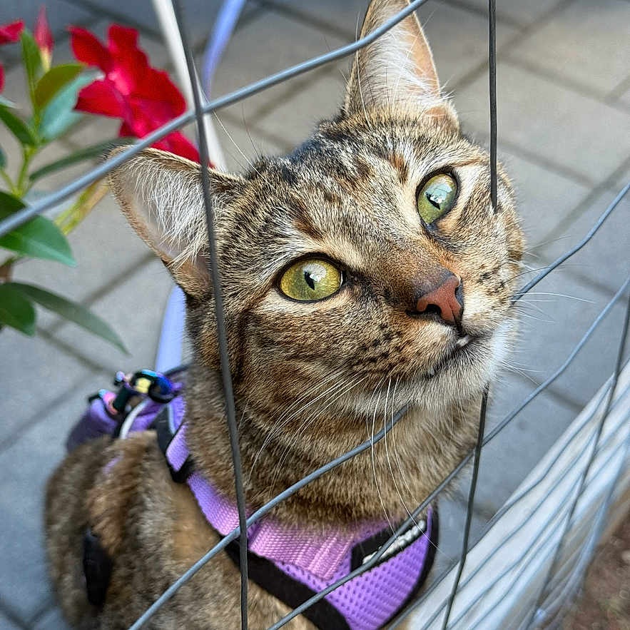 Silvia joined the competition — help win amazing prizes! animal, cat, close_up, curious, daylight, feline, flower, garden, green_eyes, nature, outdoor, pavement, pet, portrait, purple_harness, red_flower, tabby_cat, whiskers, wire_fence, young_cat