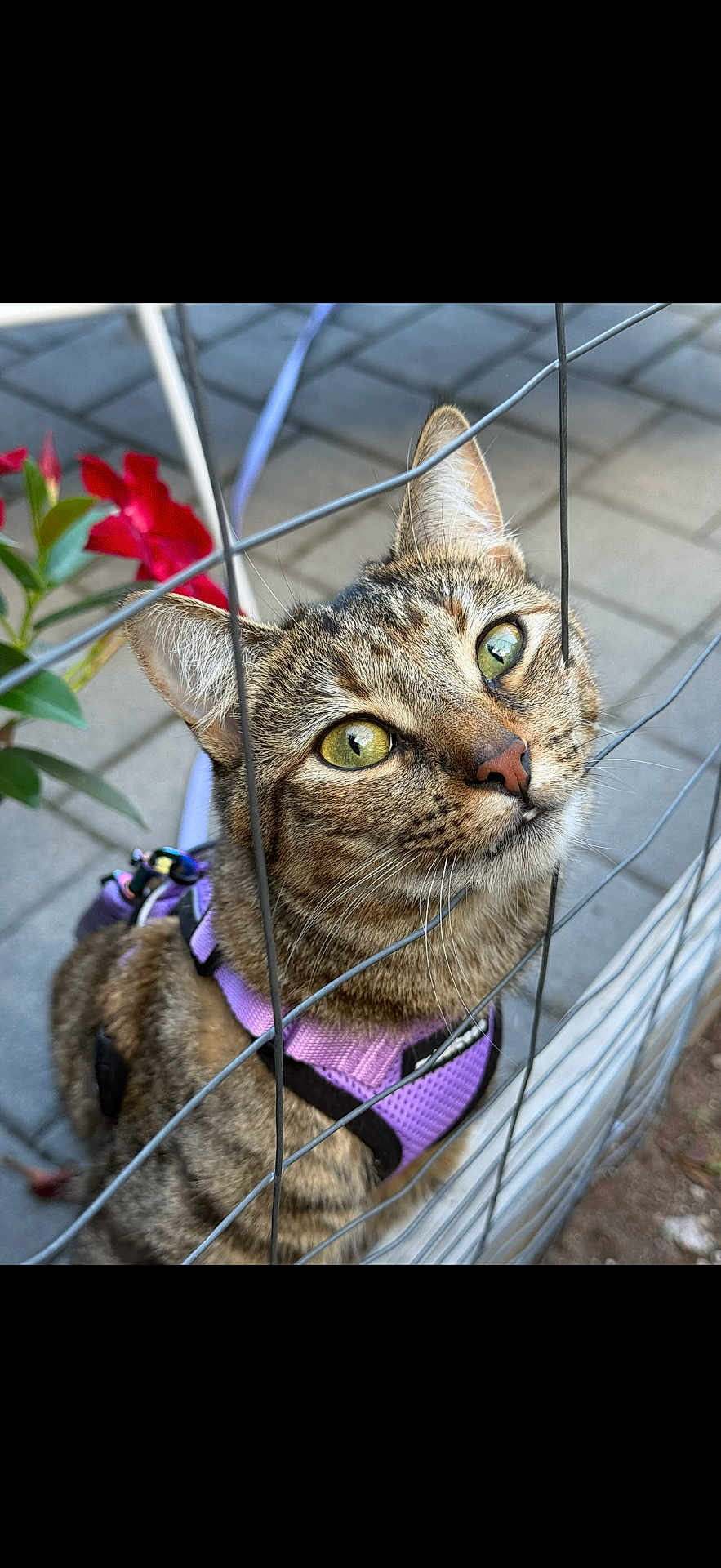 Silvia joined the competition — help win amazing prizes! cat, tabby_cat, green_eyes, purple_harness, wire_fence, flower, red_flower, outdoor, pavement, curious, pet, whiskers, close_up, animal, feline, nature, garden, daylight, portrait, young_cat