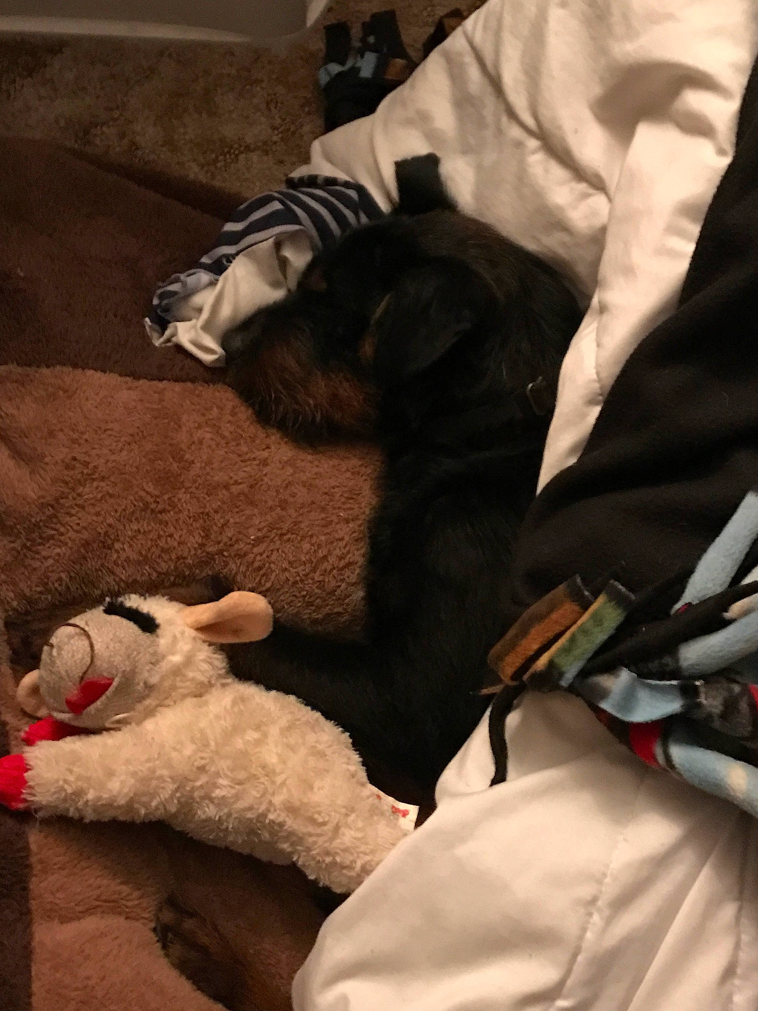 Axel joined the competition — help win amazing prizes! canidae, carmine, carnivore, comfort, companion_dog, dog, dog_breed, fawn, felidae, fur, gesture, hand, linens, mammal, room, small_to_medium_sized_cats, sporting_group, stuffed_toy, toy, vertebrate