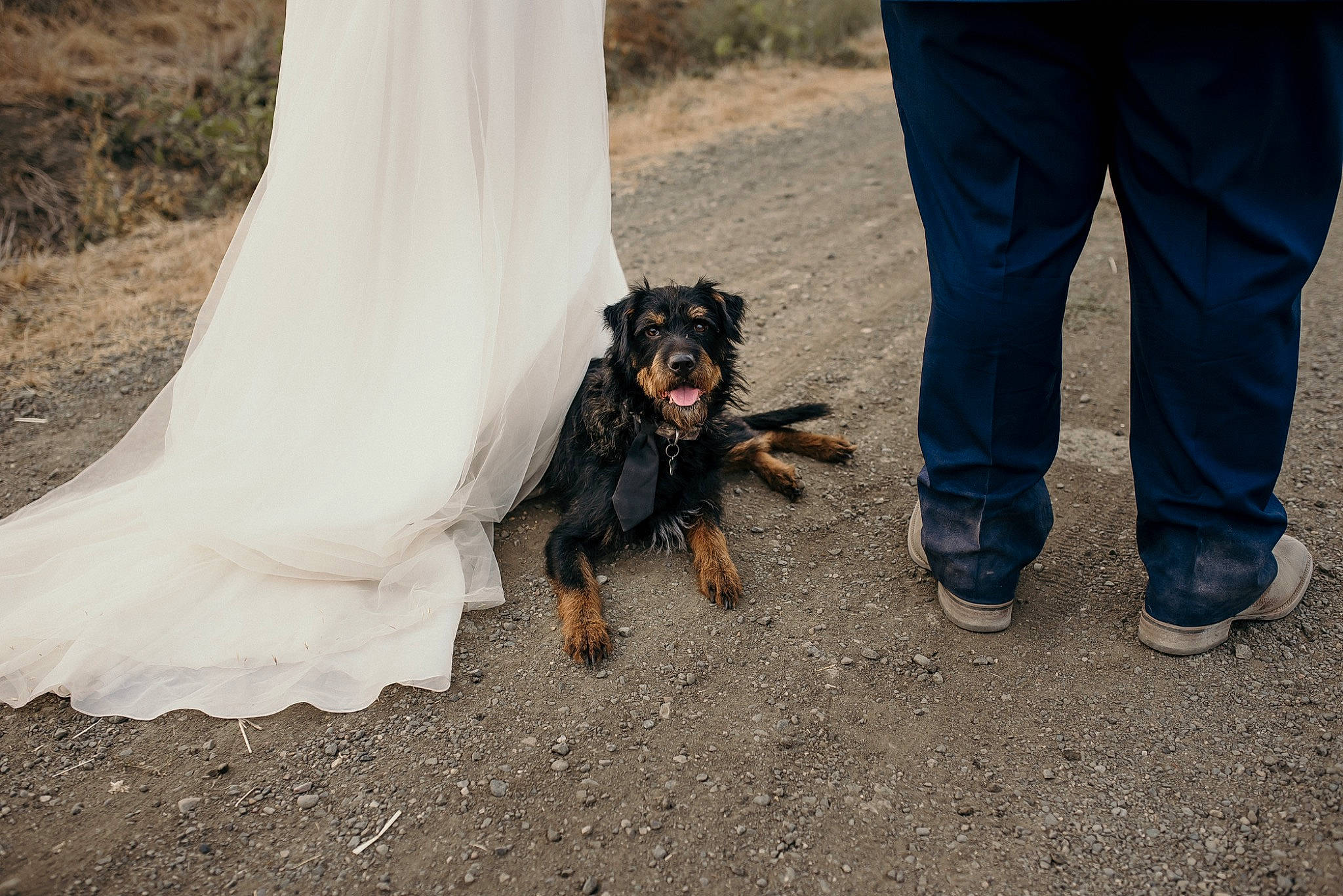 Axel is registered to the contest to win money with this photo: asphalt, automotive_tire, canidae, carnivore, companion_dog, denim, dog, dog_breed, dress, grass, human_leg, leash, road_surface, soil, sporting_group, street_fashion, tire, toy_dog, walking, wheel