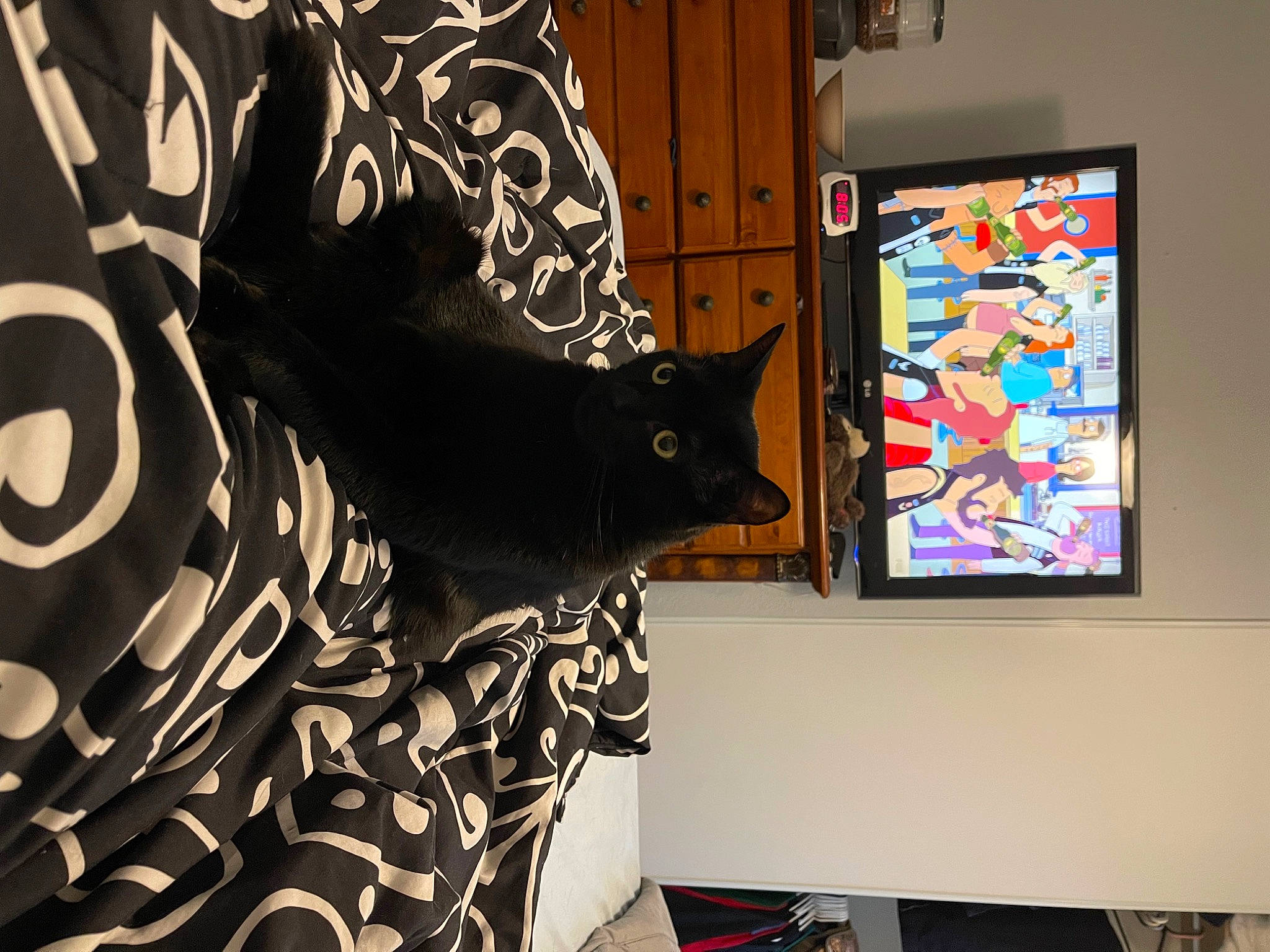 Leo joined the competition — help win amazing prizes! art, carmine, carnivore, cat, domestic_short_haired_cat, felidae, flooring, interior_design, linens, pattern, room, small_to_medium_sized_cats, tail, textile, tints_and_shades, visual_arts, wall, whiskers, window, wood