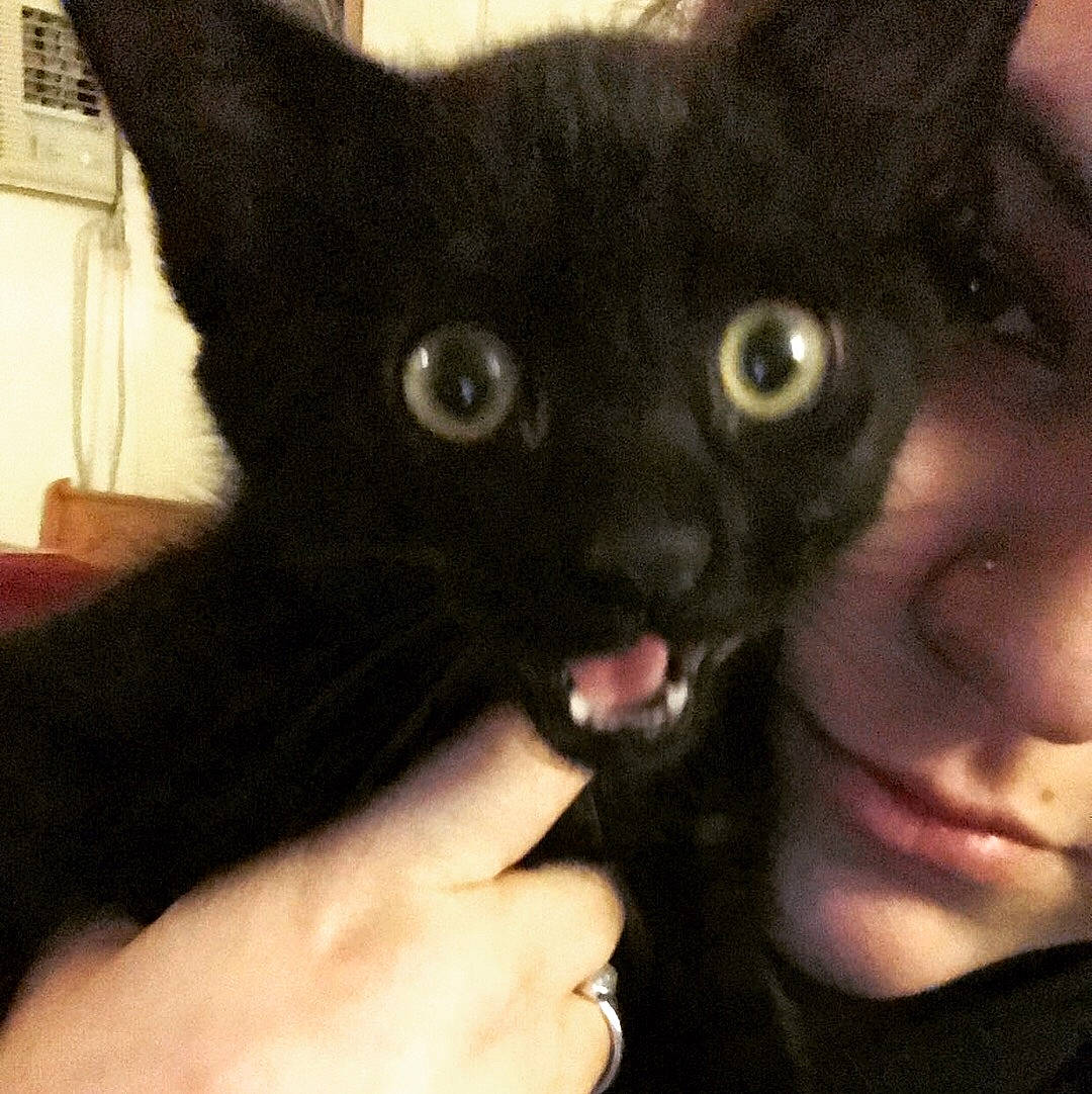 Leo joined the competition — help win amazing prizes! black_cat, bombay, carnivore, cat, claw, domestic_short_haired_cat, ear, eye, felidae, fur, gesture, iris, nail, small_to_medium_sized_cats, snout, thumb, whiskers