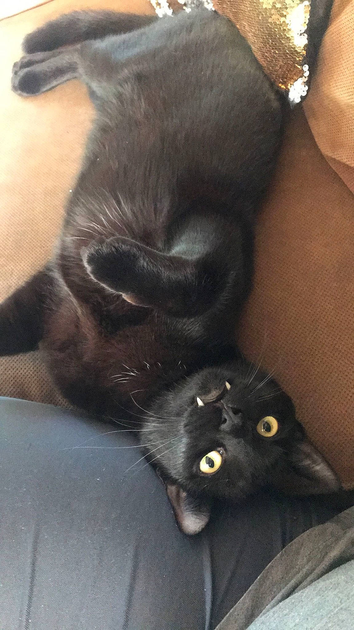 Leo joined the competition — help win amazing prizes! black_cat, bombay, carnivore, cat, comfort, companion_dog, dog, dog_breed, domestic_short_haired_cat, ear, felidae, foot, gesture, grey, sleeve, small_to_medium_sized_cats, snout, tail, whiskers, working_animal