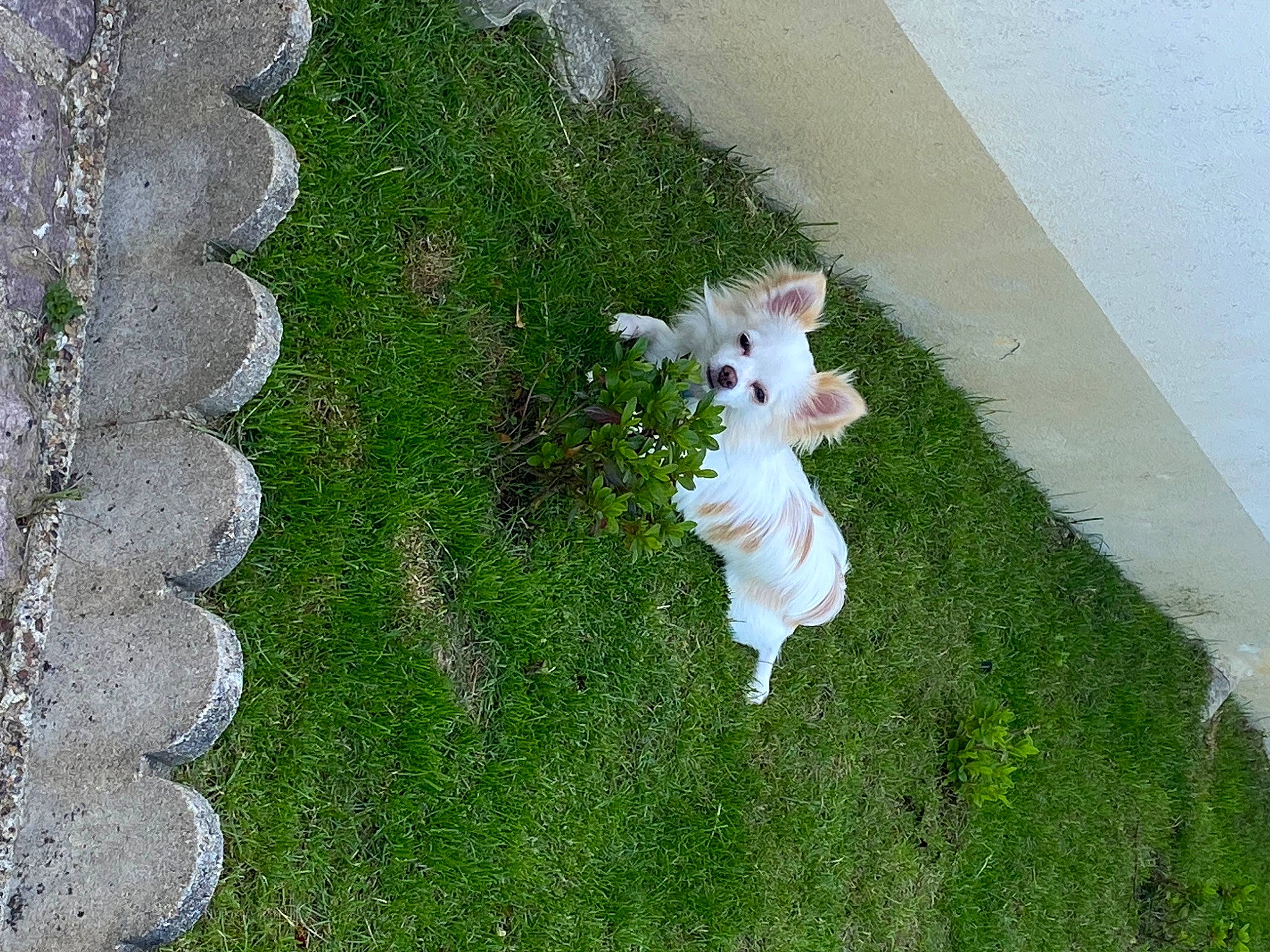 Pikachu a rejoint le concours — aidez-le/la à gagner de superbes lots ! asphalt, carnivore, companion_dog, dog, dog_breed, flagstone, flooring, garden, grass, grass_family, groundcover, landscape, landscaping, lawn, leaf, plant, road_surface, shrub, sidewalk, tail