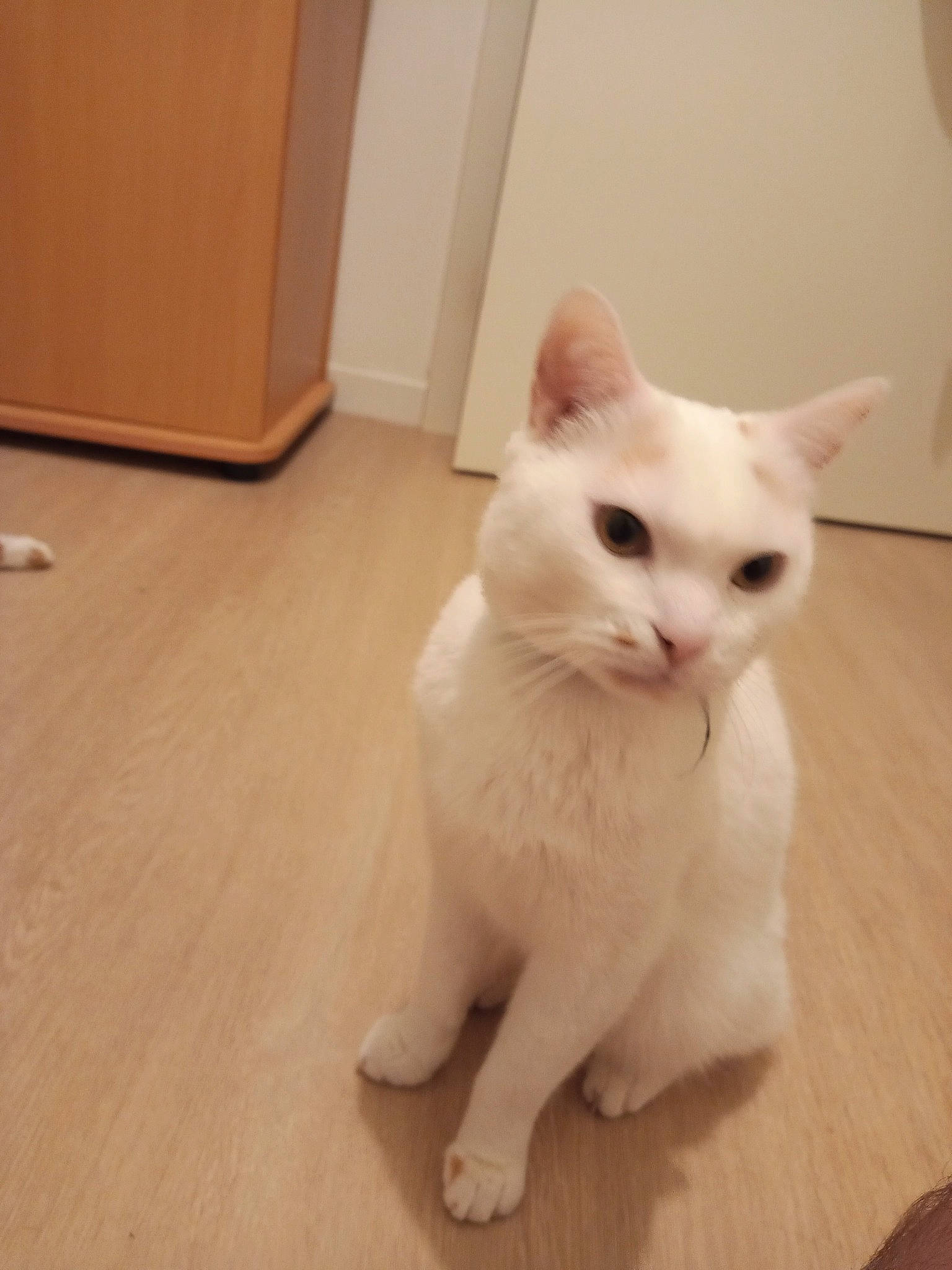 Goliath a rejoint le concours — aidez-le/la à gagner de superbes lots ! carnivore, cat, claw, comfort, domestic_short_haired_cat, eye, fawn, felidae, flooring, fur, hardwood, paw, sitting, small_to_medium_sized_cats, tail, terrestrial_animal, varnish, whiskers, wood, wood_flooring