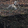 Lily joined the competition — help win amazing prizes! dog, animal, forest, woodland, leaves, nature, outdoor, tree, canine, brown, white, grass, branch, relaxing, wildlife, ground, daylight, mammal, scenery, natural