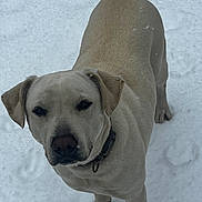 Lily joined the competition — help win amazing prizes! dog, snow, outdoor, canine, pet, animal, winter, fur, collar, mammal, light_color, tail, ears, paw, looking_up, standing, nature, cold, daylight, closeup