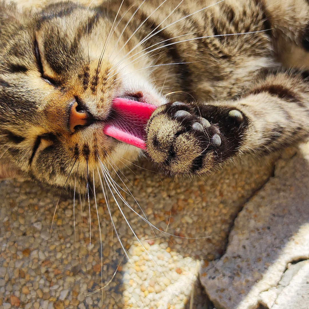 Ohana a rejoint le concours — aidez-le/la à gagner de superbes lots ! cat, tabby_cat, paw, tongue, licking, close_up, sunlight, outdoor, relaxed, whiskers, feline, sleepy, texture, stone, pet, animal, fur, mammal, nature, daylight