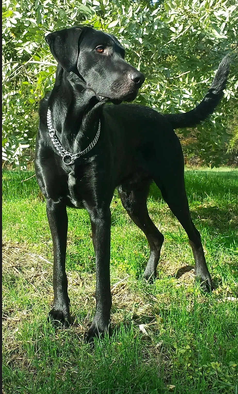 Nash participe au concours pour gagner de l'argent avec cette photo : dog, black_dog, outdoor, grass, greenery, collar, pet, animal, nature, sunlight, leafy, alert, standing, canine, garden, summer, fur, mammal, watchful, daylight